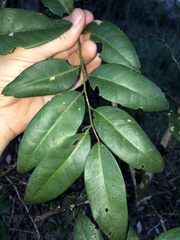 Capparis arborea