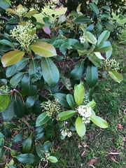 Photinia × fraseri