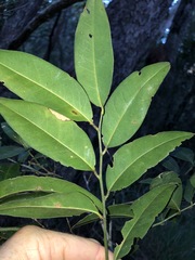 Capparis arborea