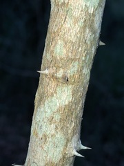 Capparis arborea