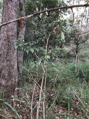 Capparis arborea