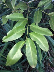 Capparis arborea