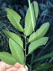 Capparis arborea