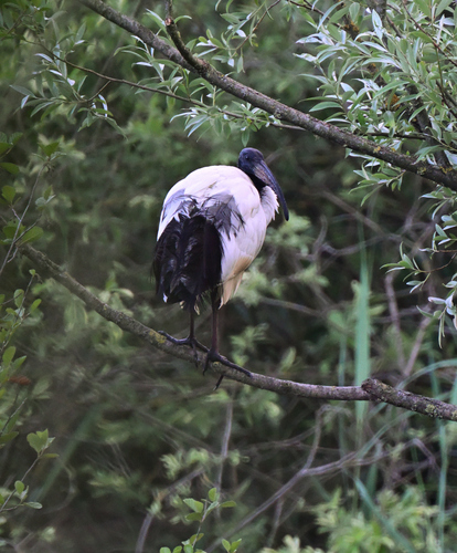 iNaturalist image