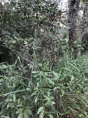 Capparis arborea