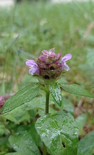 common selfheal