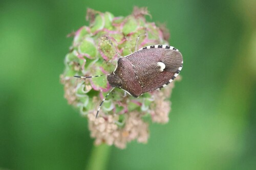 Holcostethus sphacelatus