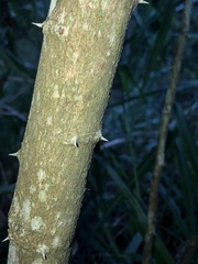 Capparis arborea