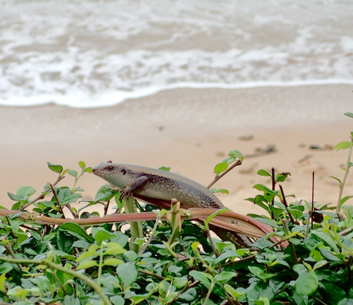 Common Sun Skink