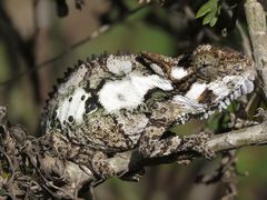 Bradypodion ventrale