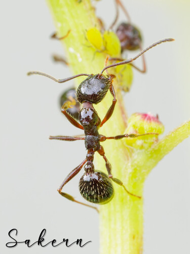 史氏盘腹蚁Aphaenogaster smythiesii