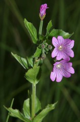 Epilobium alpestre