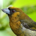 Prong-billed Barbet - Photo (c) Clickor, some rights reserved (CC BY)