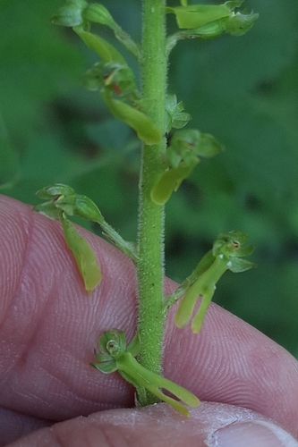 Common Twayblade