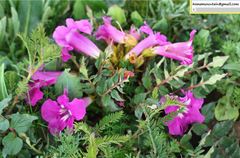 Incarvillea