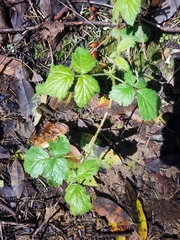 Rubus ursinus macropetalus