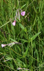 Epilobium palustre