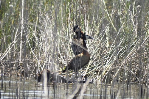 iNaturalist image