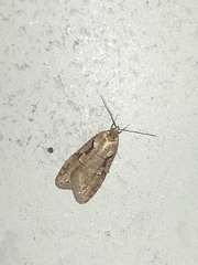 Semioscopis steinkellneriana