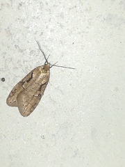 Semioscopis steinkellneriana