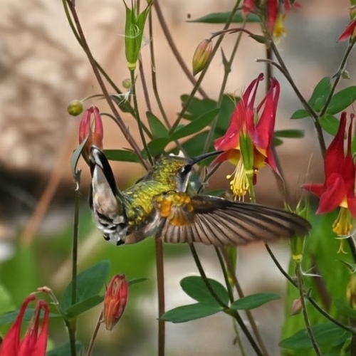 Ruby-throated Hummingbird photographed in Minnesota