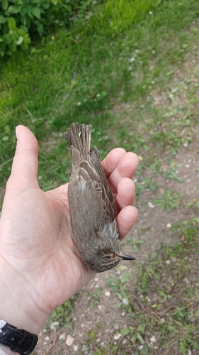 Spotted Flycatcher