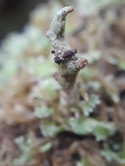 Tremella cladoniae