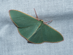 Chlorocoma assimilis