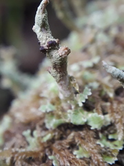 Tremella cladoniae