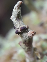 Tremella cladoniae