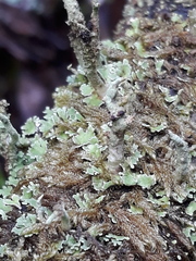Tremella cladoniae