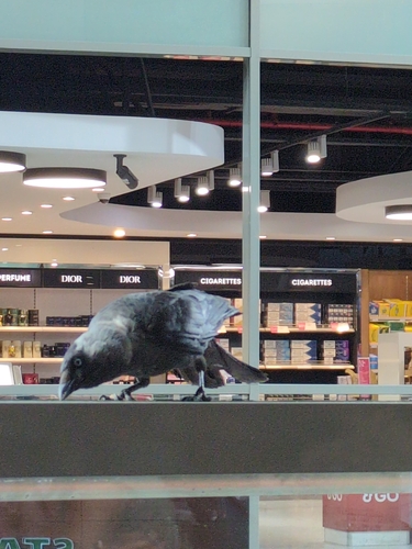 Eurasian Jackdaw