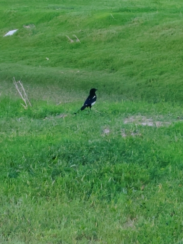 Oriental Magpie
