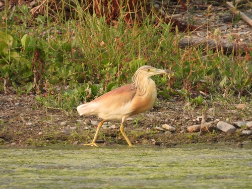 iNaturalist image