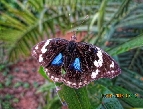 Blue-spot Pansy