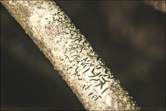 Halegrapha mucronata