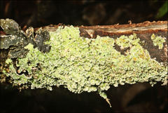 Pannaria minutiphylla