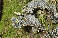 Pseudocyphellaria neglecta