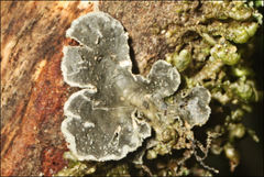 Sticta limbata