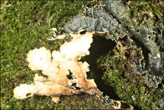Pseudocyphellaria neglecta