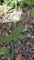 Astragalus nuttallianus