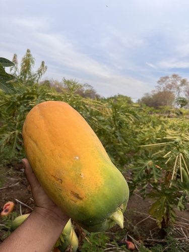 Papaya (Carica papaya)
