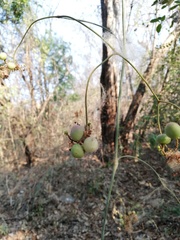 Ampelocissus acapulcensis