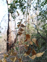 Ampelocissus acapulcensis
