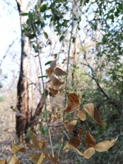 Ampelocissus acapulcensis