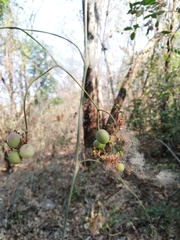 Ampelocissus acapulcensis