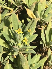 Tetragonia implexicoma