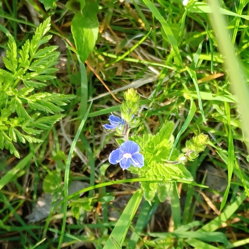 Germander Speedwell