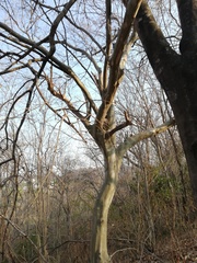 Chloroleucon mangense