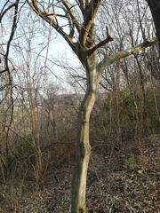 Chloroleucon mangense